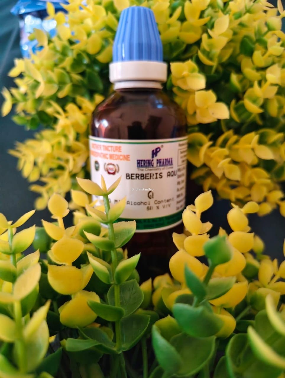 Berberis Aquifolium Q